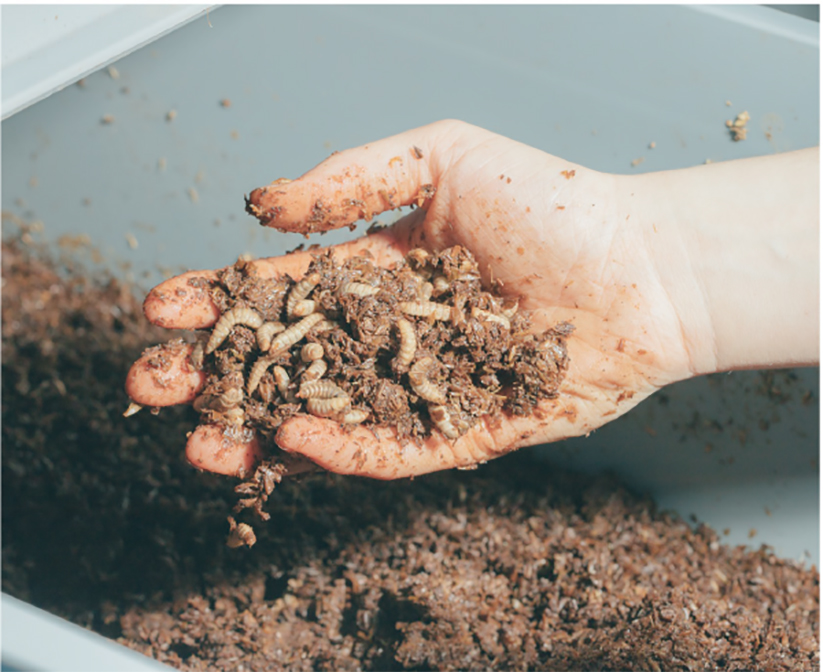 Photograph of a hand taking a handful of soil from a tray. There are maggots in the soil. 