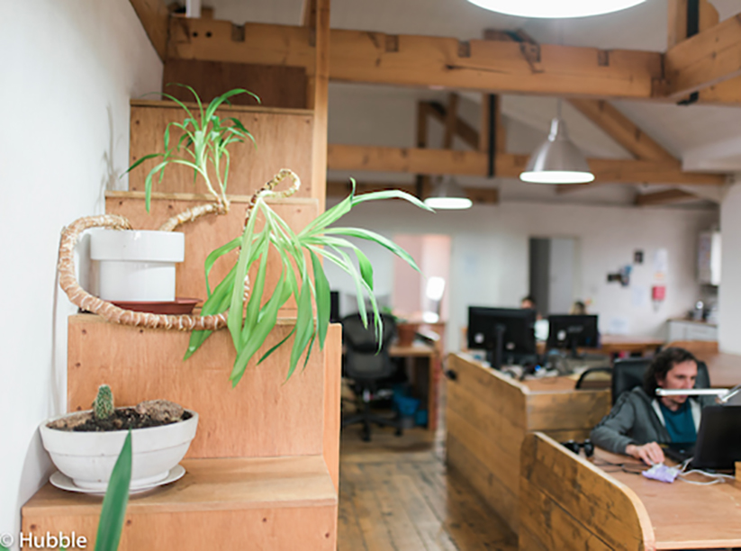 Open-plan workspace with people working on computers at wooden desks. On the left of the picture are two plants sitting on a wooden shelf.